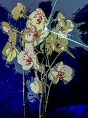 Orchidee und Rosen mit Stern vor blau, rot_web (2 von 17).jpg